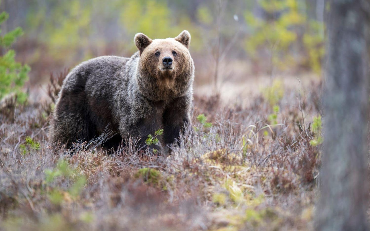 En annan brunbjörn, fotograferad i Hälsingland 2022.