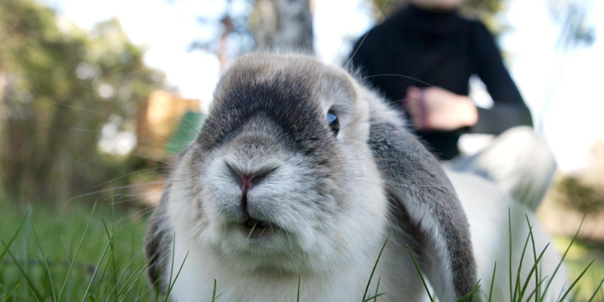 Medellivslängden för kaniner är 9 år. 