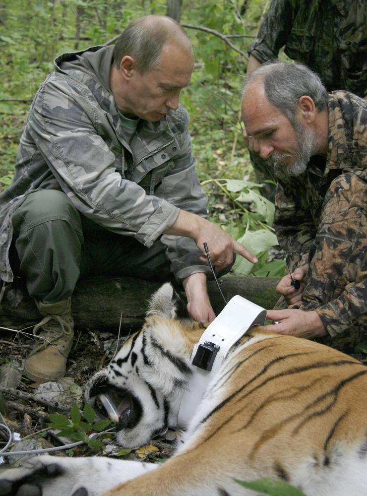 Vladimir Putin med en sövd tiger. Presidenten har tidigare gjort insatser för att rädda den sibiriska tigern och släppt ut tre stycken för att rädda stammen. 
