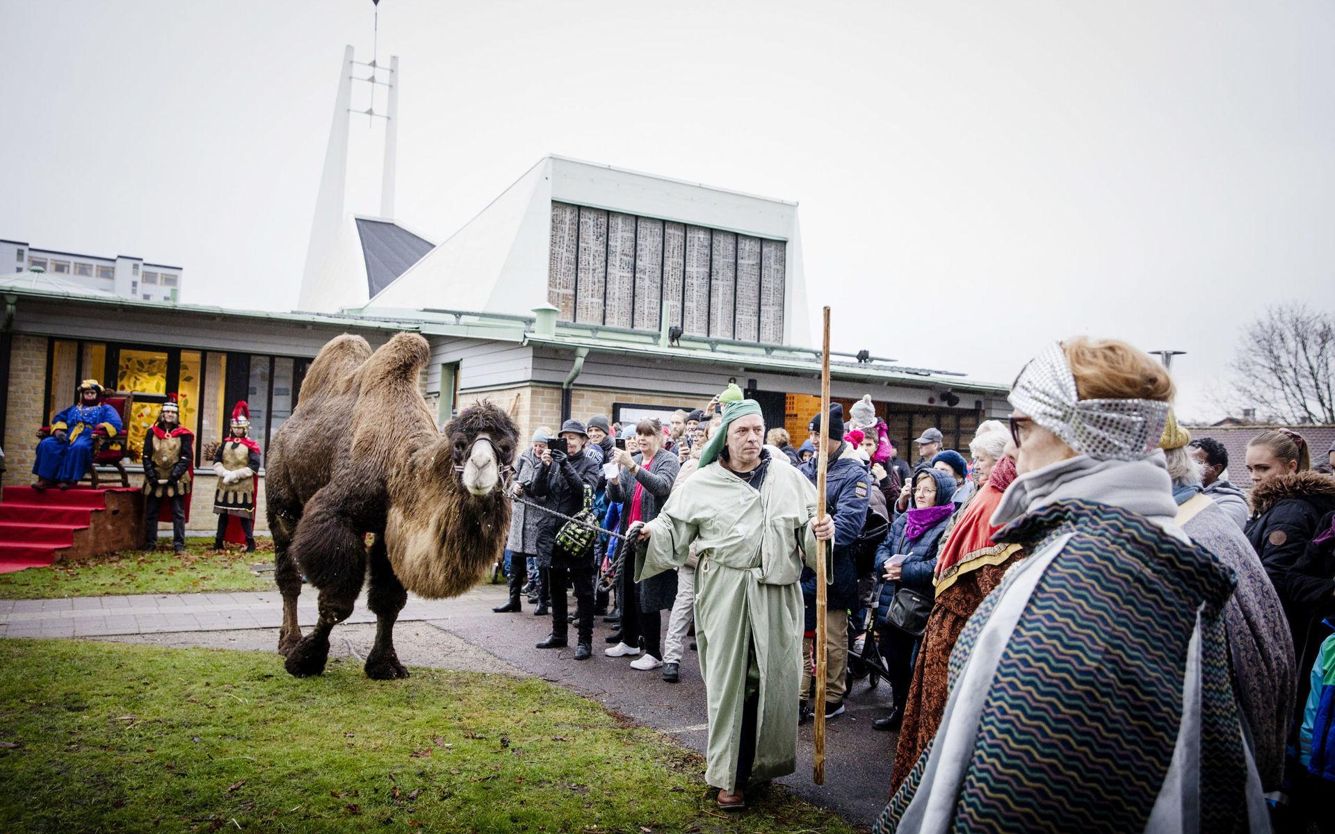 Tar plats. Den sibiriska kamelen Pascha gör entré utanför Biskopsgårdens kyrka tillsammans med sin ägare Anton Frank.