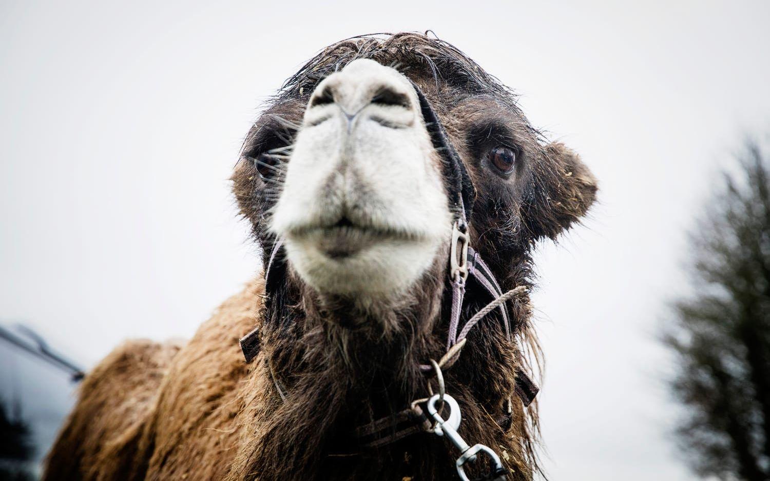  Djuren intresserade många av de allra yngsta i publiken. Den sibiriska kamelen Pascha har en viktig roll i föreställningen Levande julkrubba.