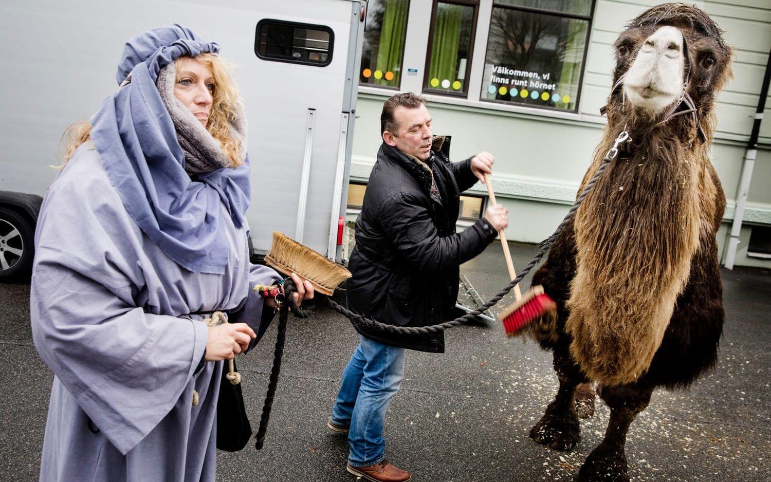 Putsad päls. Ägarparet Anton Frank och Silke Dornseiff snyggar till kamelen Pascha före framträdandet i Levande julkrubba.