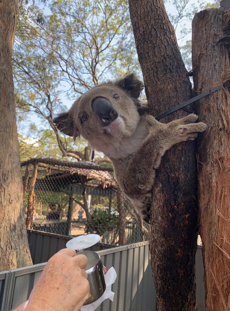 Brännskadade koalan Austin, som hittades av en bilist.
