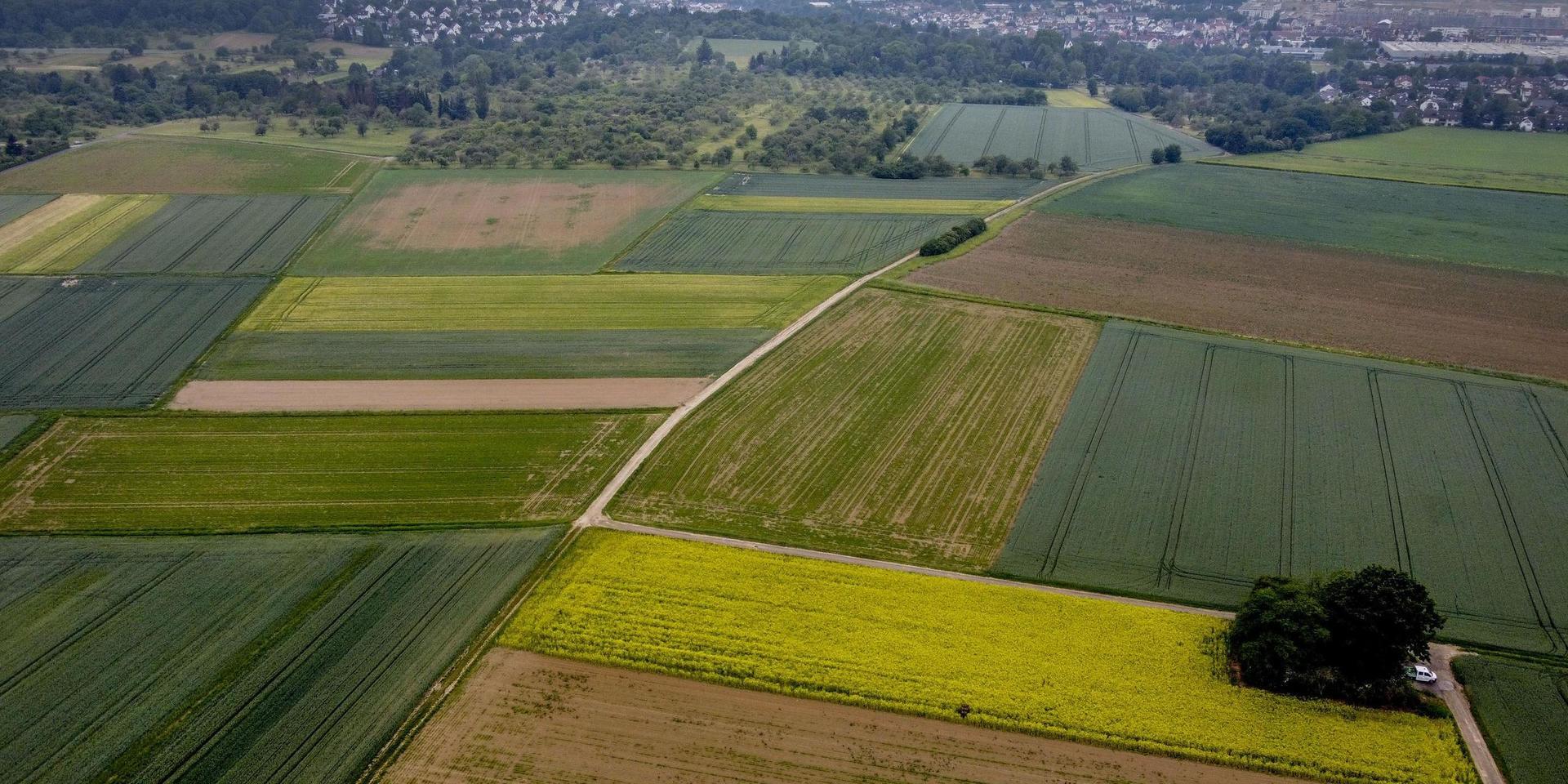 Tyskland lättar på restriktioner för säsongsarbetare inom jordbruket. Arkivbild. 