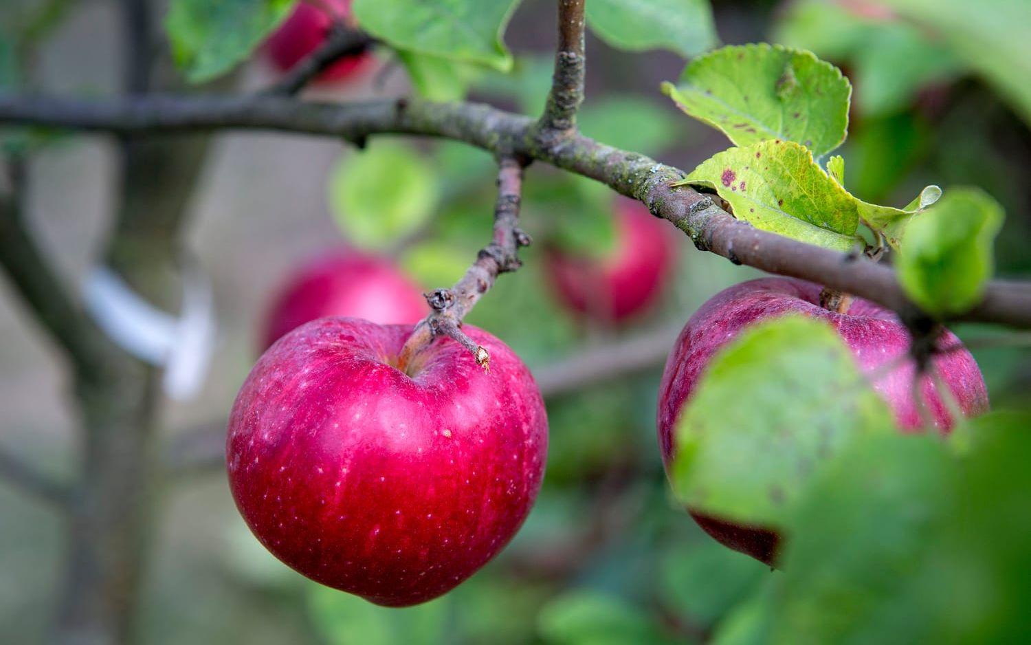 Äpplen av sorten Amorosa. Foto: Christine Olsson/TT
