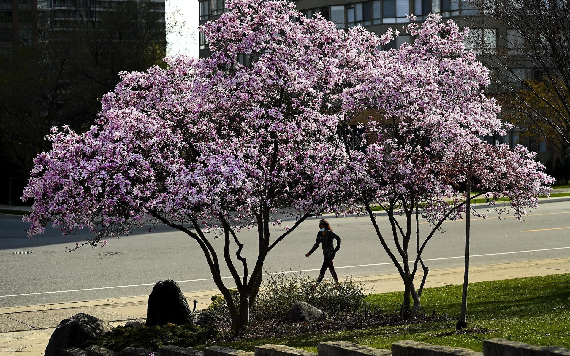 Person som vandrar under blommande körsbärsträd i Kariyaparken i Mississauga, Ontario. Förslaget om att polisen fick kräva att bilister och gångtrafikanter drogs tillbaka.