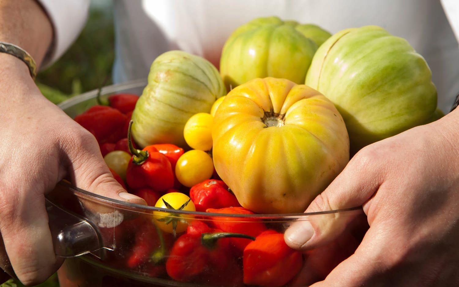Att gå ut i växthuset eller till den soliga altanen och hämta in en skål solvarma mogna tomater – det är målet med fröna vi sätter nu! Foto: Adam Bird/TT