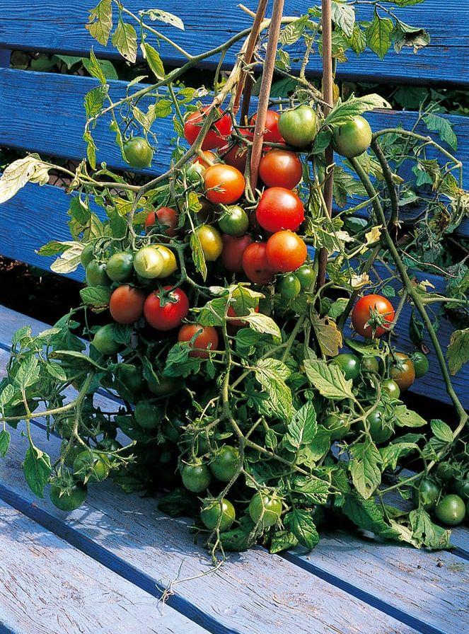 Detta är en av Åke Truedssons tomater: en rysk sort med arbetsnamnet 1-3. "En trevlig busktomat som klarar kalla nätter bra". Foto: Åke Truedsson