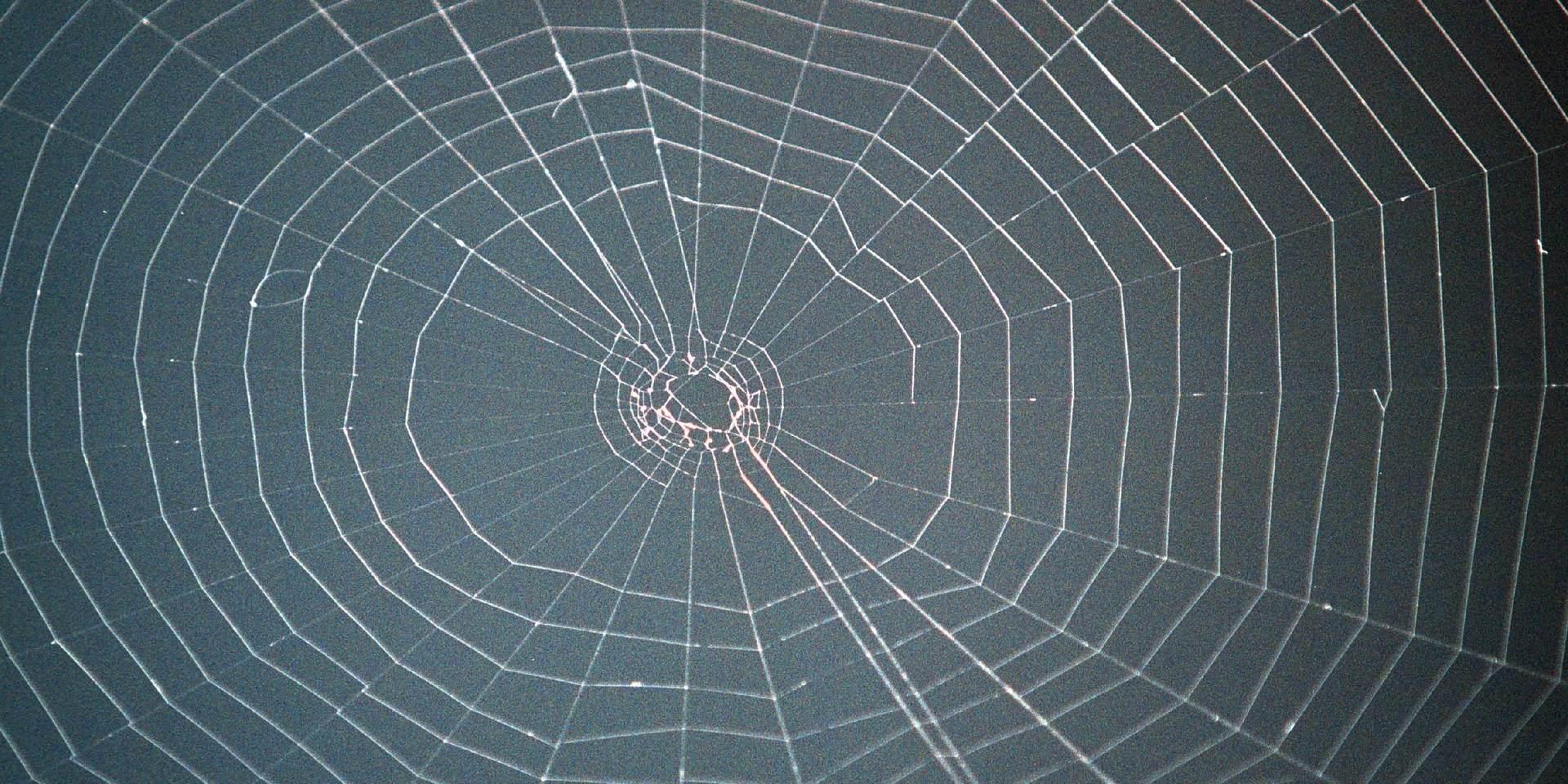 Nät från en helt ofarlig spindel. Arkivbild.