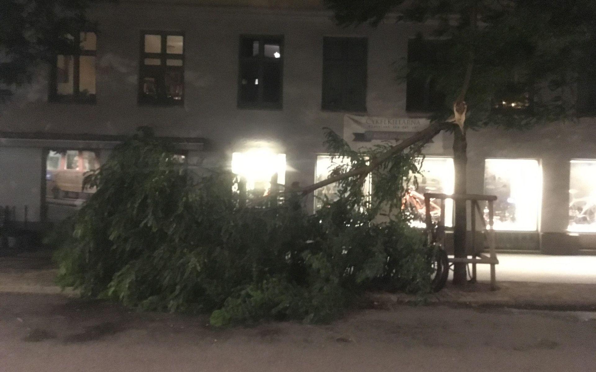 Totalt ska tre träd på Vegagatan ha knäckts av stormen Knud. 