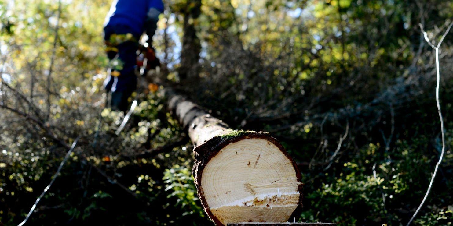 Fem skogsägare i Hälsingland som inte fick avverka skog på sin mark har nu fått tillstånd att fälla träd igen. Arkivbild.