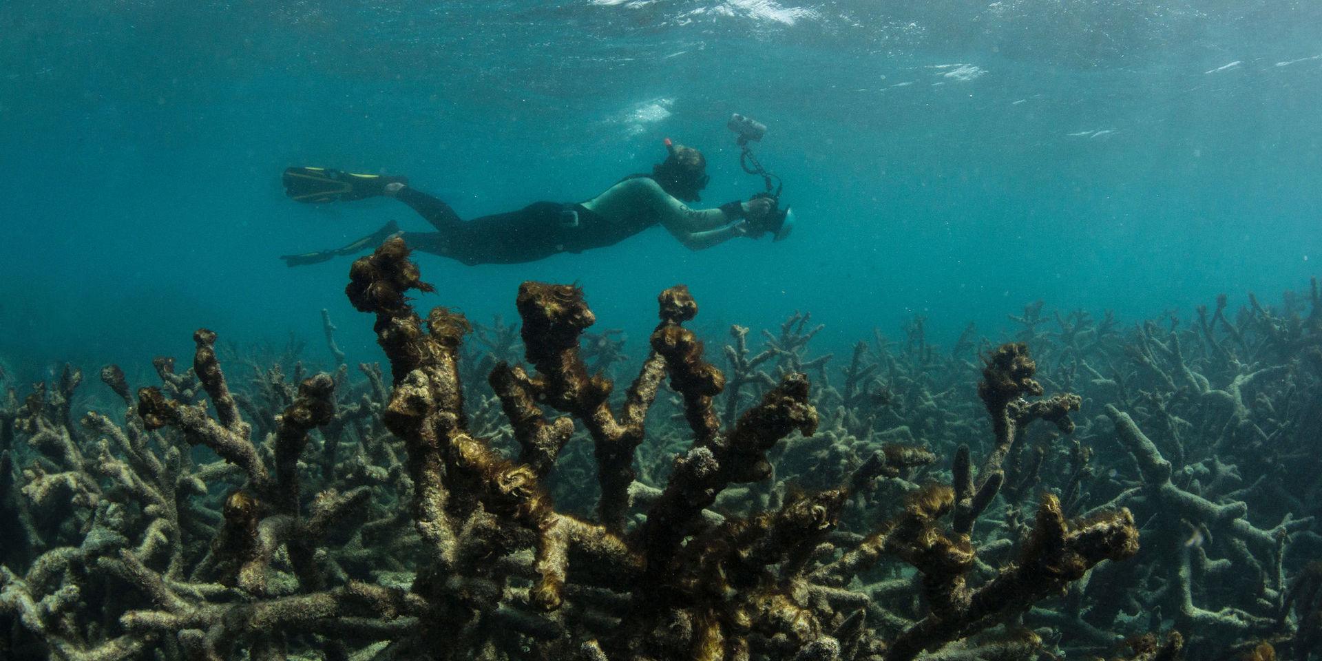 Ekosystemet i Stora barriärrevet tar skada av klimatförändringarna. Här syns en forskare undersöka ett område med döda koraller. Arkivbild.