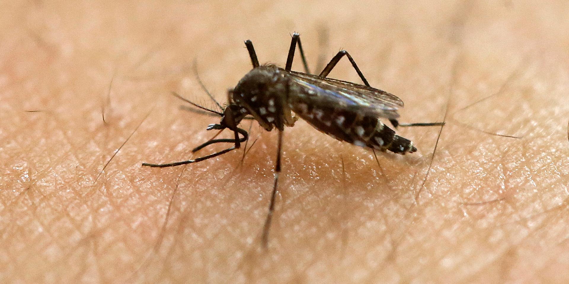 En 21-årig brittisk kvinna dog efter att en mygga bet henne i pannan. 