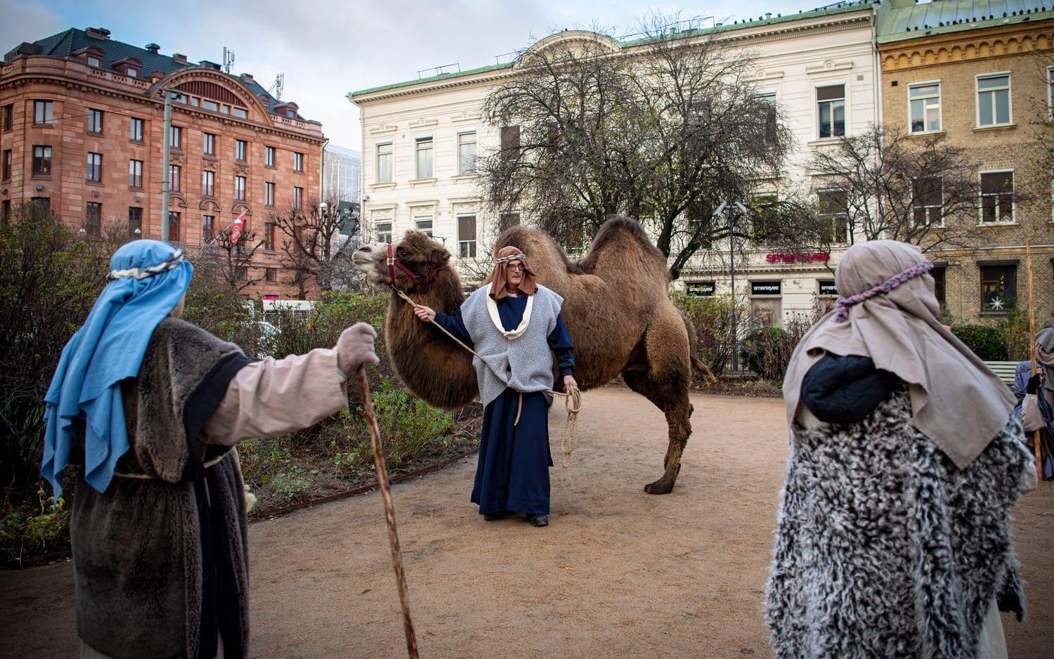 Kamelen Kalle, 15, är på plats med ägaren Göran Andersson, som också deltar i julspelet.
