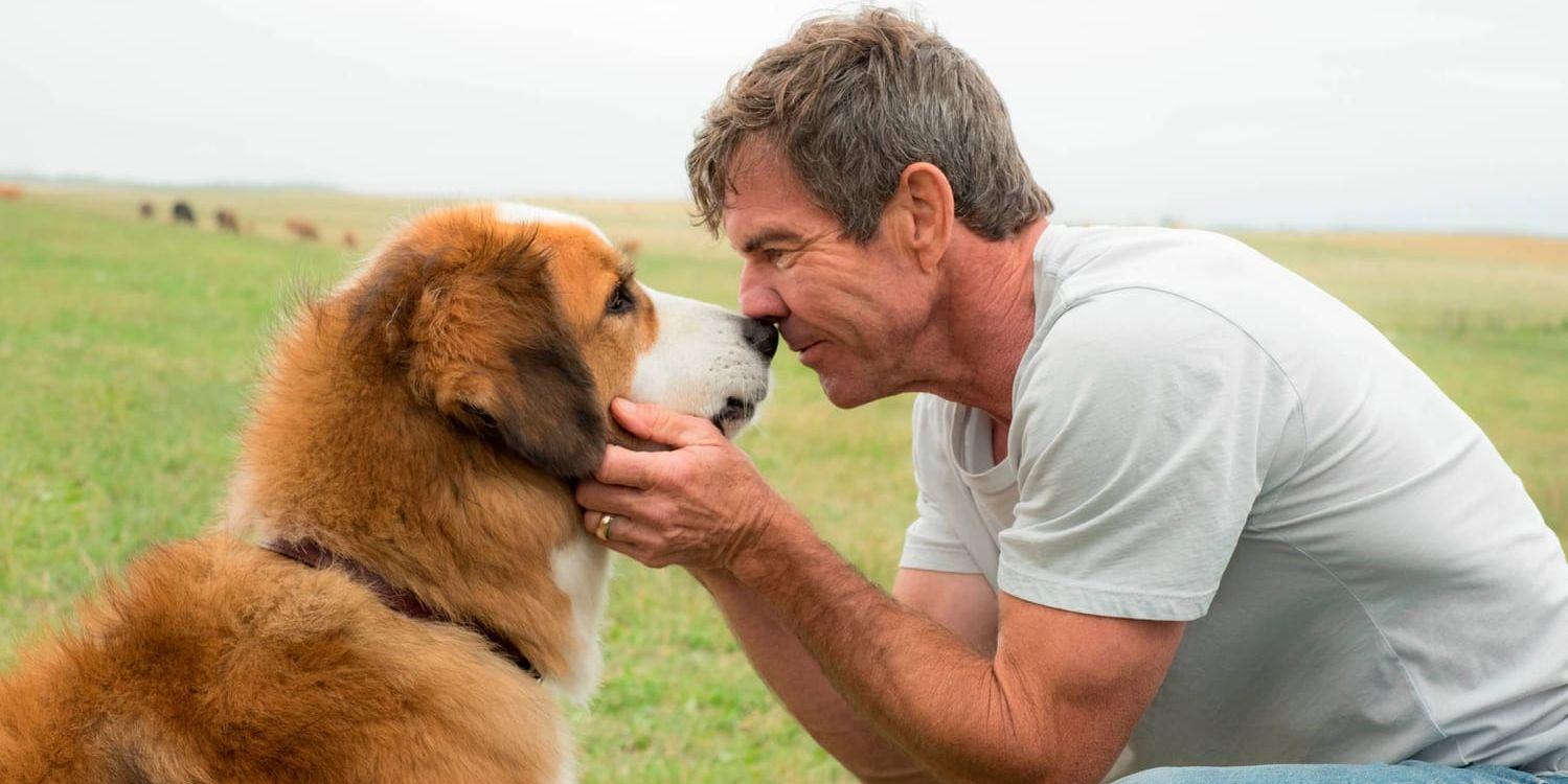 En bild från filmen "A dog's purpose" med en annan av de medverkande hundarna och skådespelaren Dennis Quaid. Pressbild.