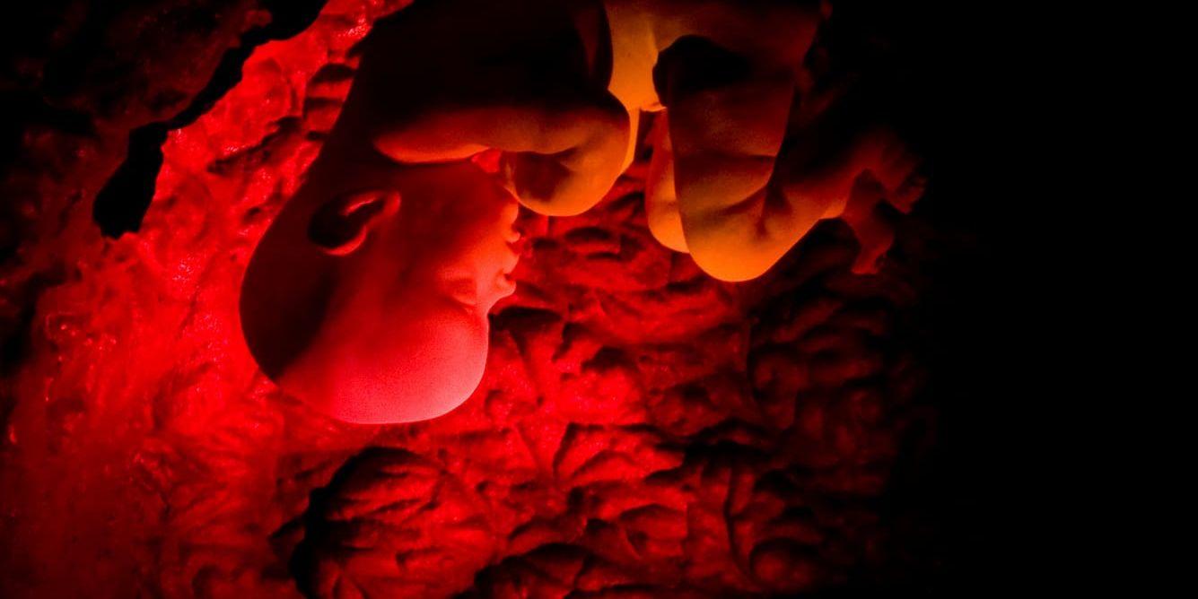Det är inte bara X- och Y-kromosomerna som avgör om ett embryo utvecklar testiklar eller livmoder. Små regulatorer utanför generna har visat sig avgörande. Arkivbild.
