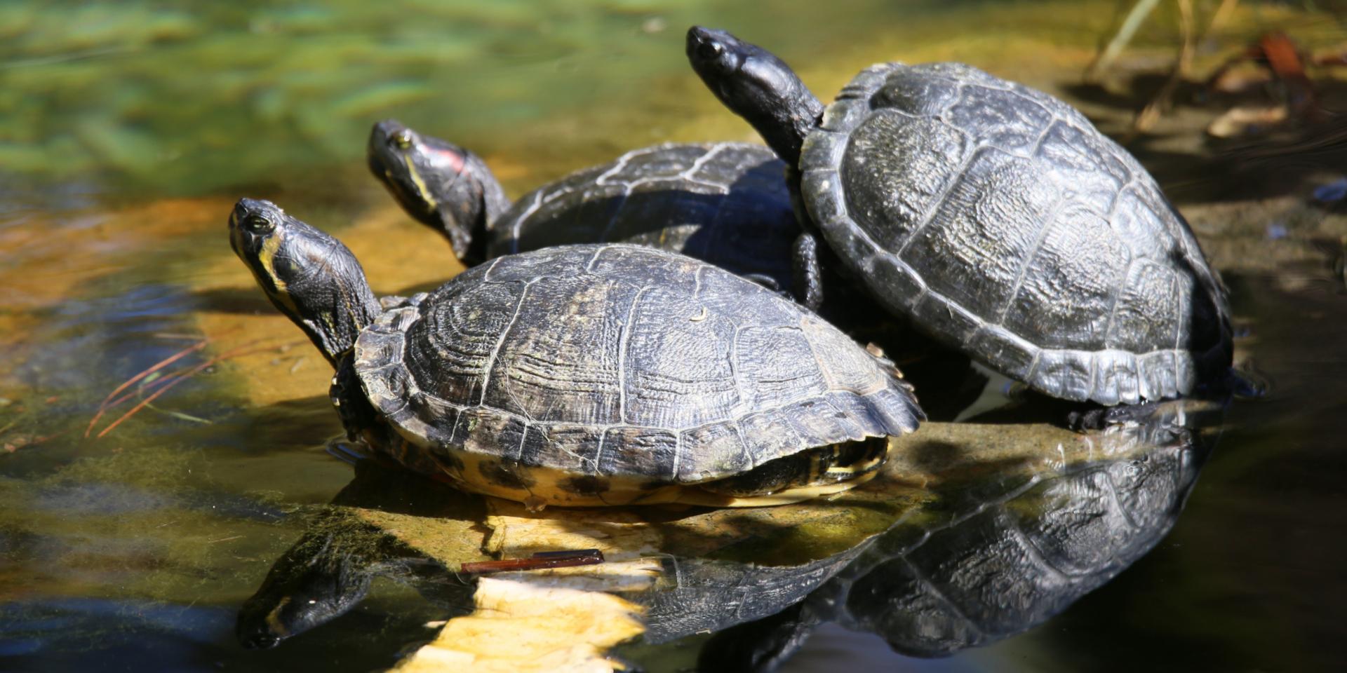 Svenska Jägareförbundet vill gärna ha allmänhetens hjälp att hitta de skadliga sköldpaddorna. 