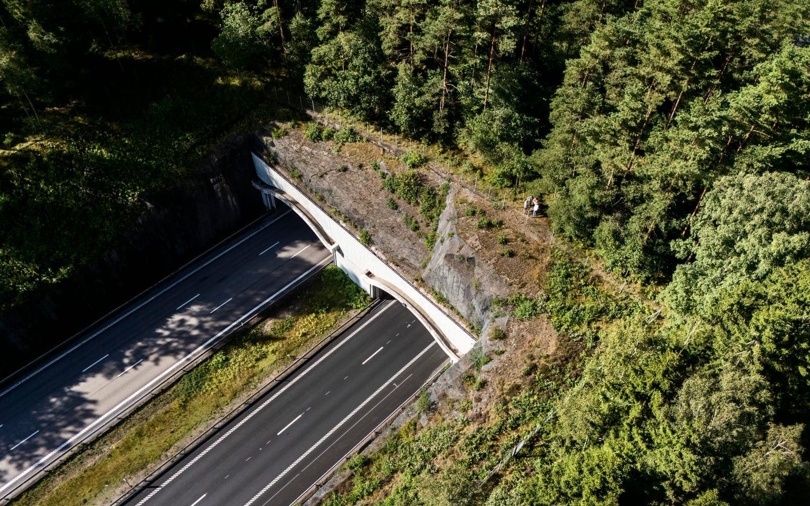 En skog och en tunnel.