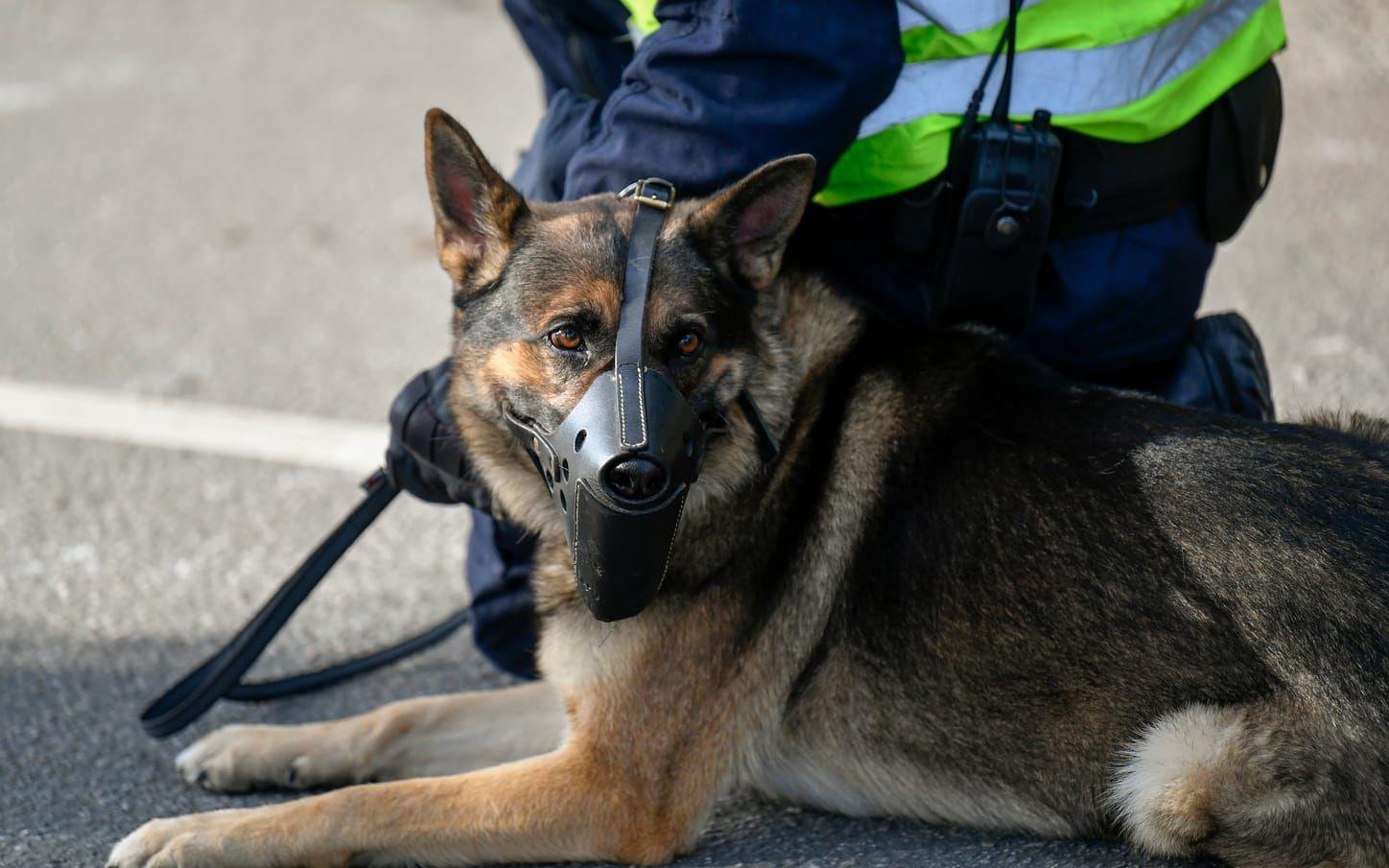 "De är våra bästa medarbetare", säger Christer Fuxborg vid polisen om djurens insats. Foto: TT