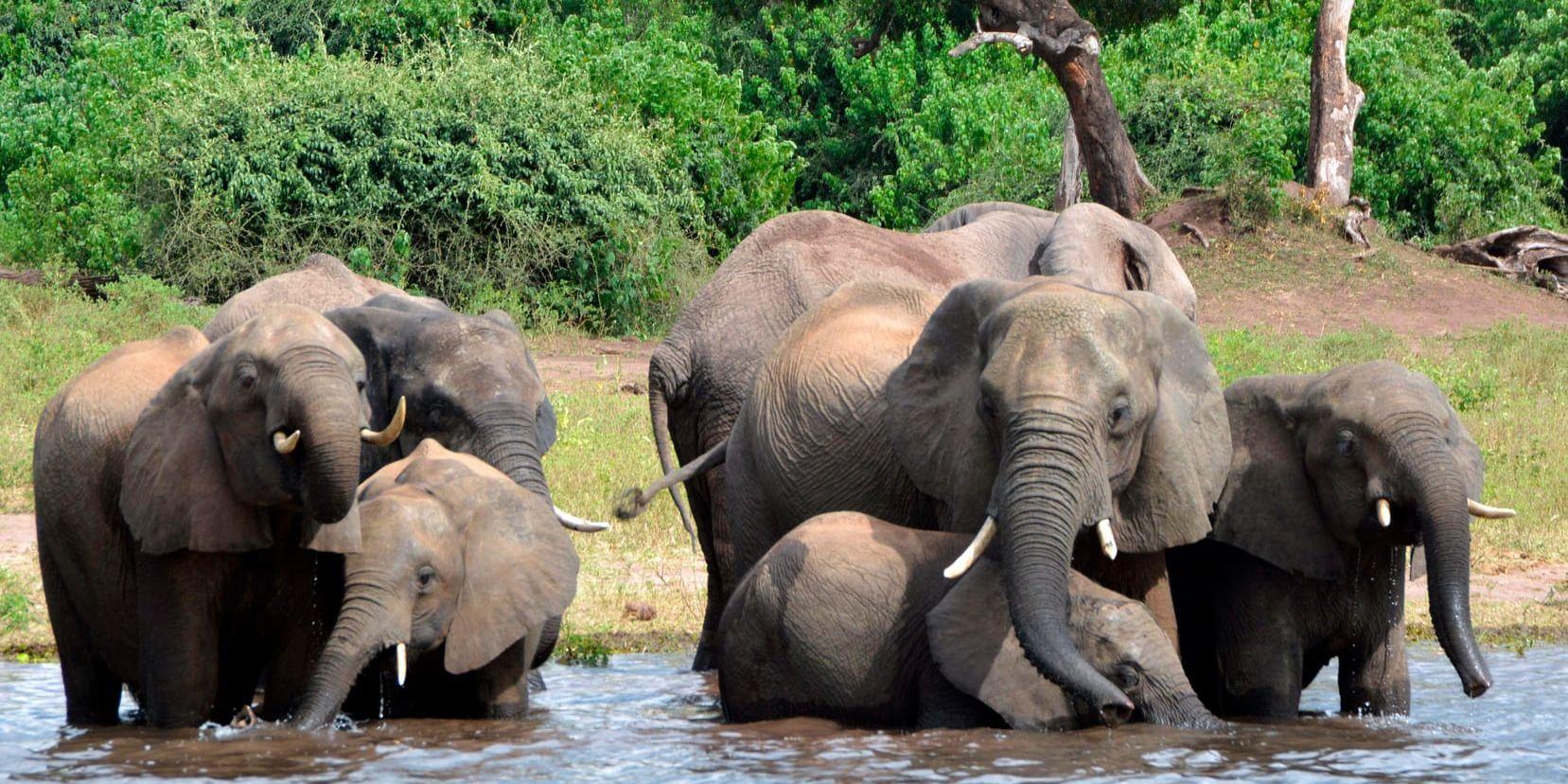 Nationalparken Chobe är hem för runt 100 000 av Botswanas population på cirka 135 000 elefanter. Arkivbild.