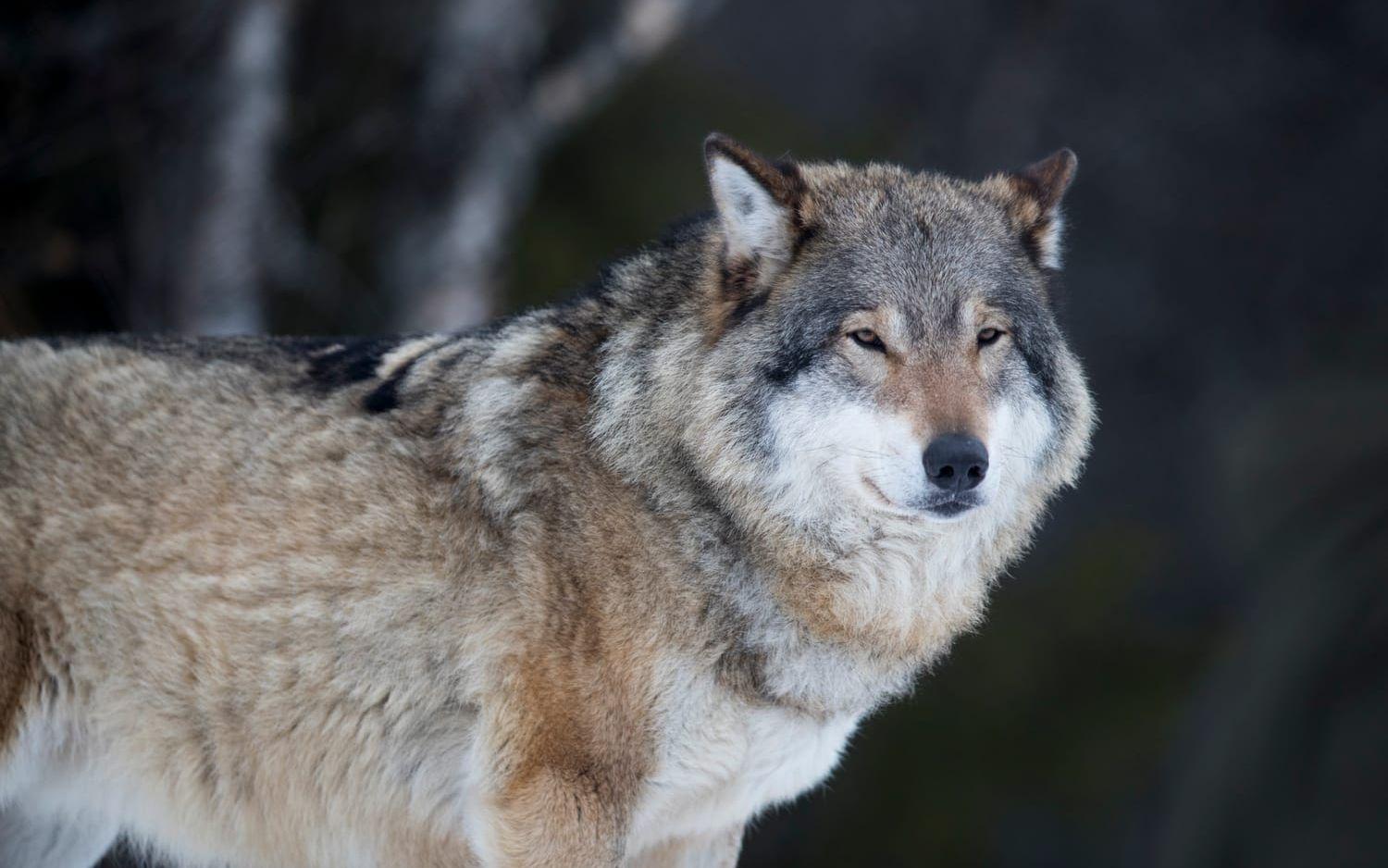 Sex får har dödats av varg i Värnamo kommun. Arkivbild.