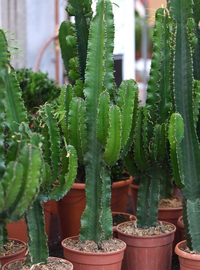 Trekantseuphorbia eller &apos;Euphorbia trigona&apos; kallas i folkmun &quot;High Chaparall&quot; för sitt cowboykaktuslika utseende – men den är ingen kaktus. En 1970-talsklassiker som kommit tillbaka.