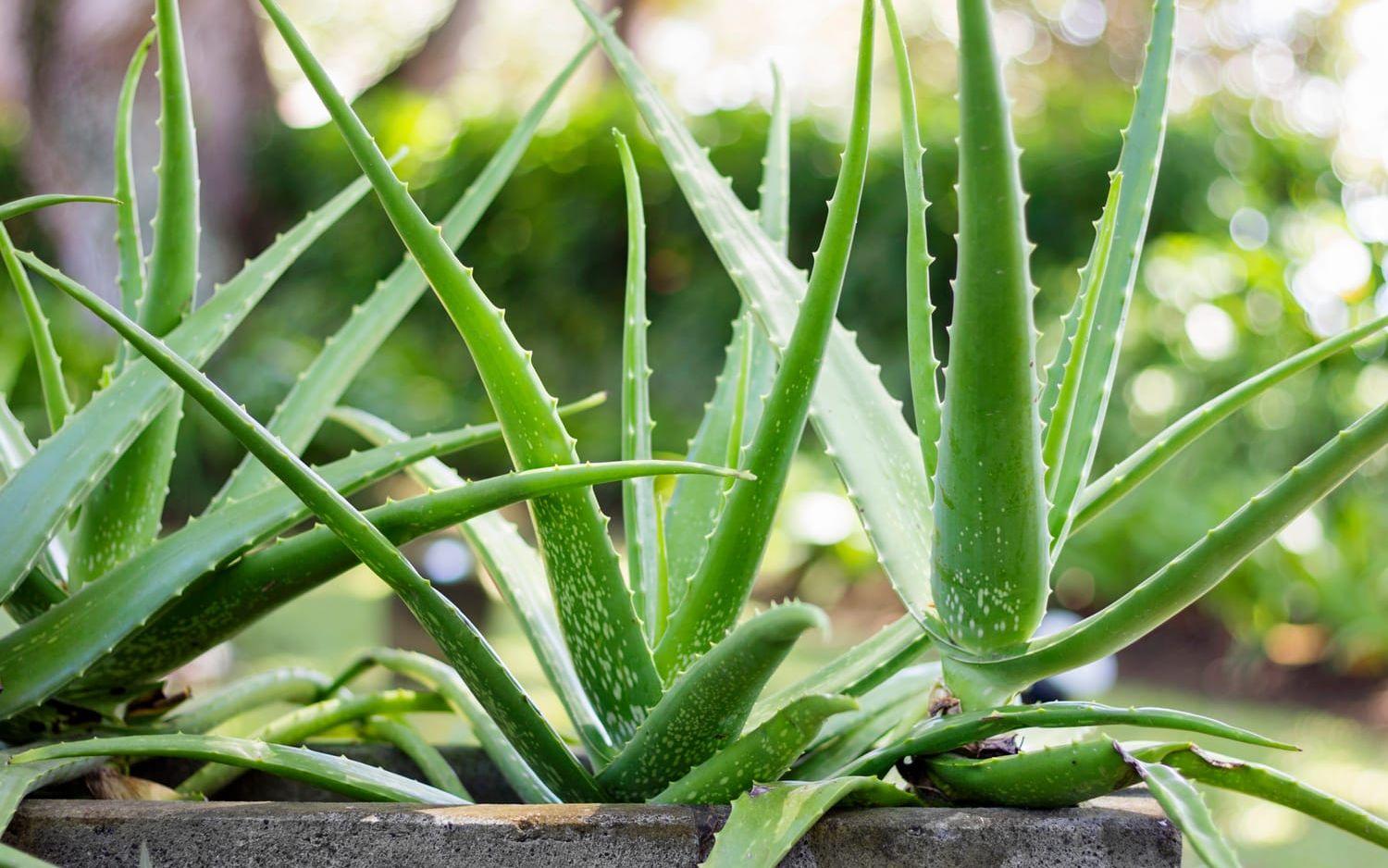 Aloe vera är en klassiker bland suckulenter. Den sticker ut lite med sitt kaktuslika utseende och används bland annat i hud- och hårvårdsprodukter och i dryck.