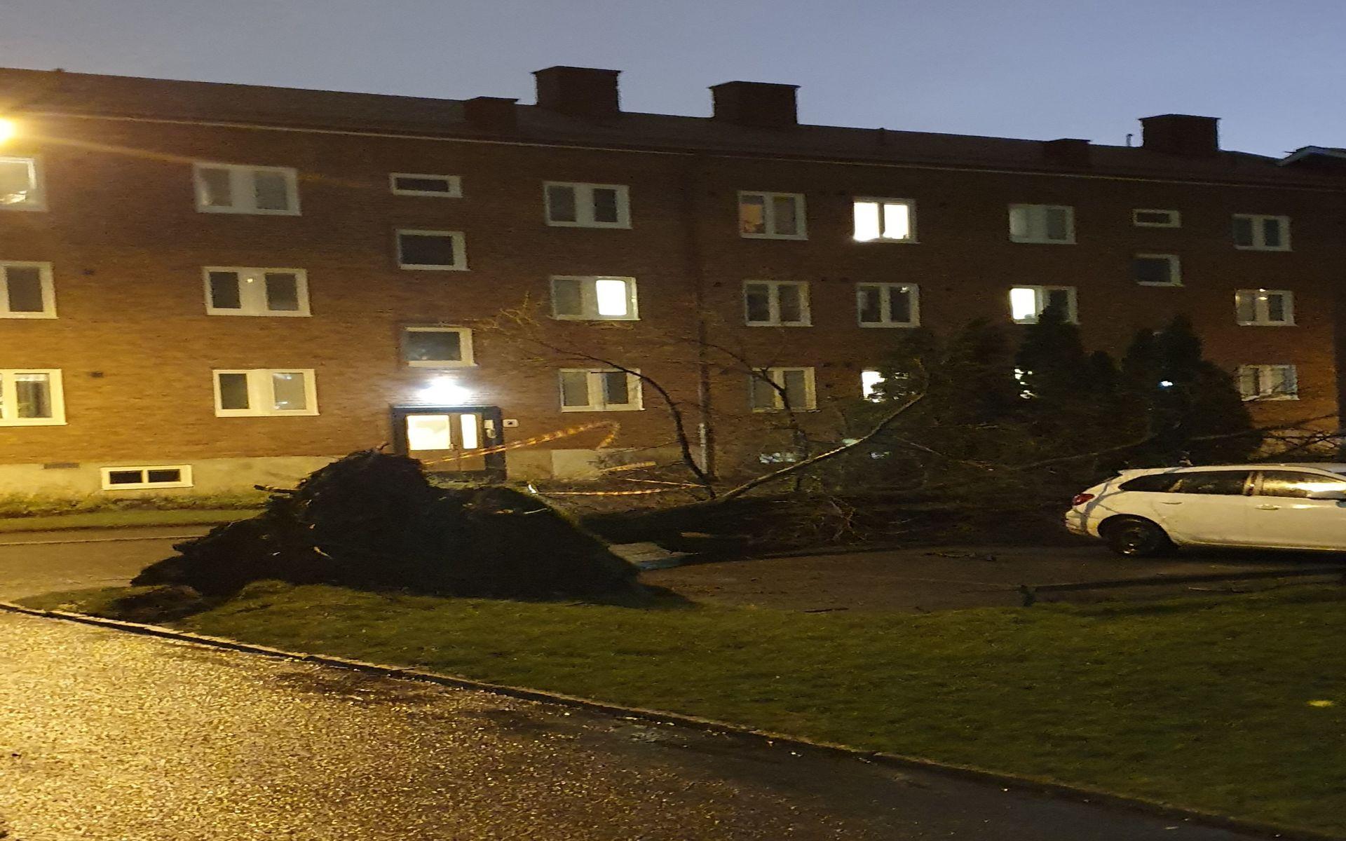 Ett träd i Kallebäck har blåst omkull.