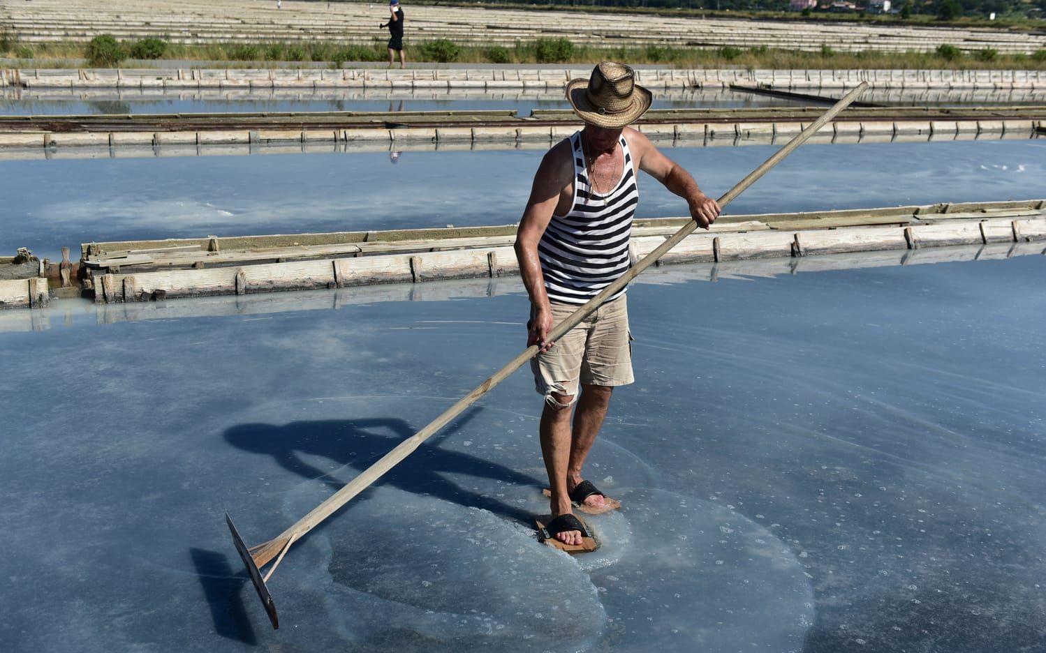 En man som arbetar vid saltfälten utanför Piran visar upp sin arbetsmetod som ändrats mycket lite sedan 800-talet då saltfälten skapades. Foto: Anders Pihl.