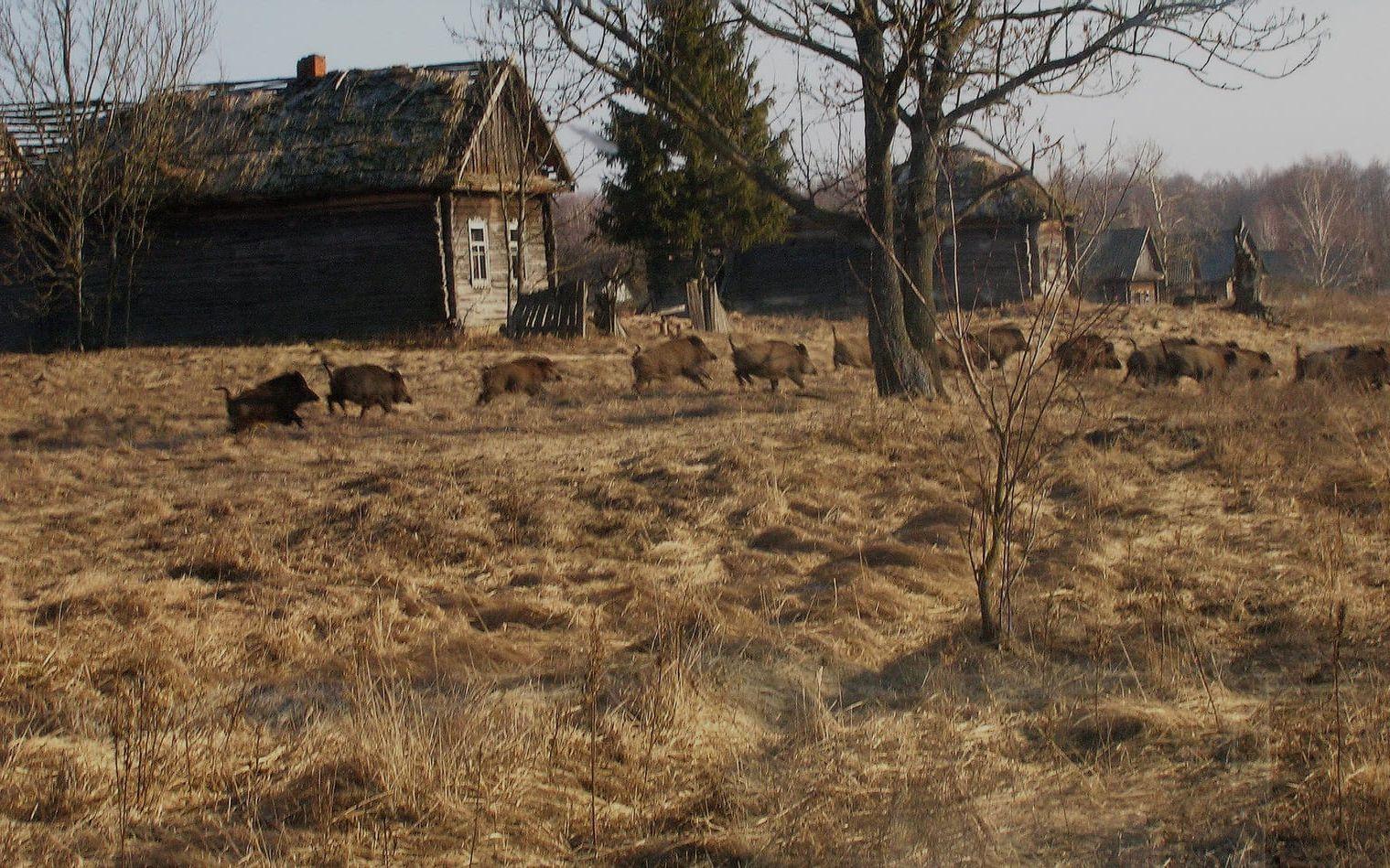 Områdena kring Tjenobyl är övergivna. FOTO: TT