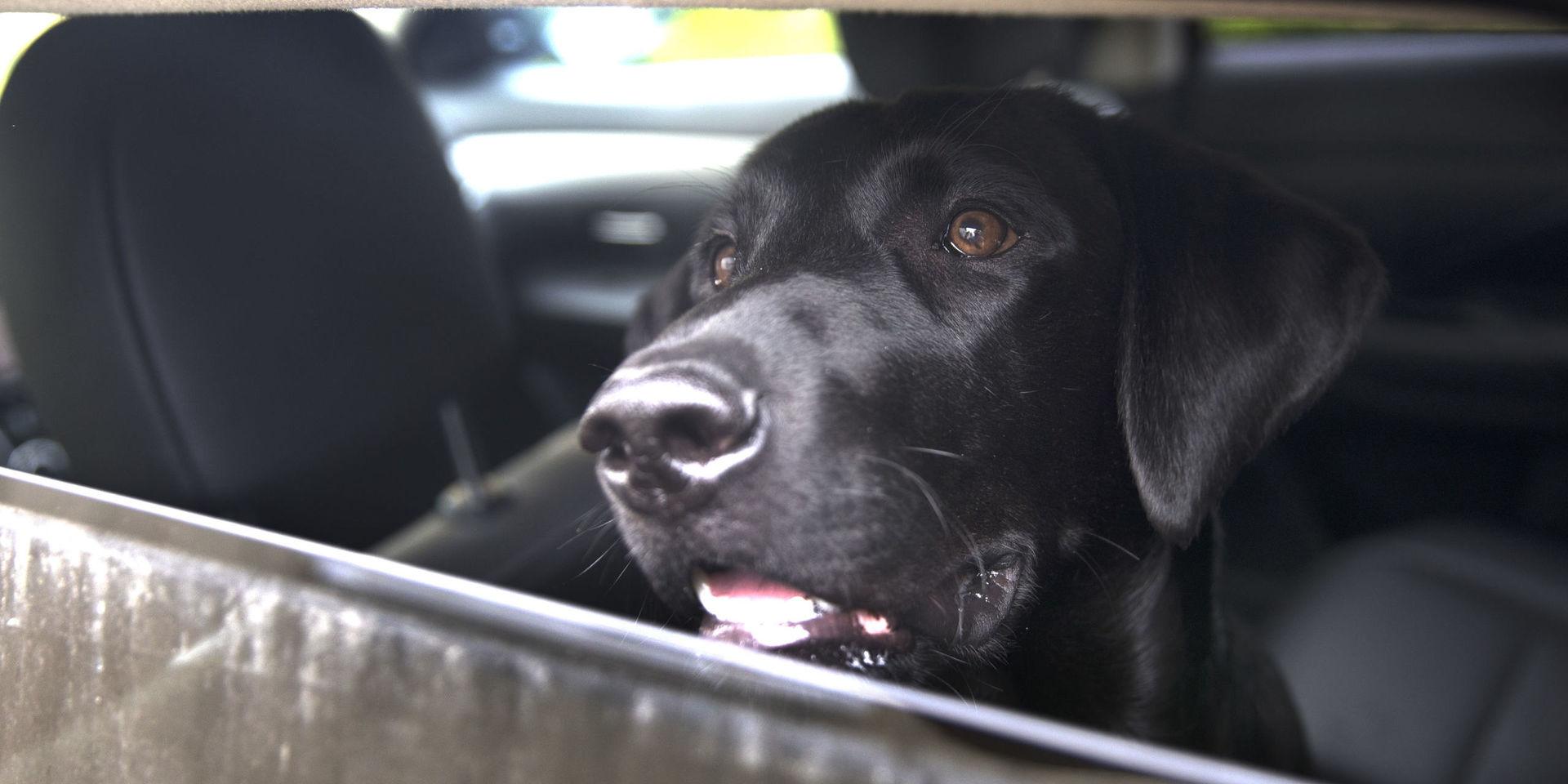 Att visats i en varm bil kan snabbt bli plågsamt för ett djur. Hunden på bilden är inte den i Kalmar. Arkivbild.