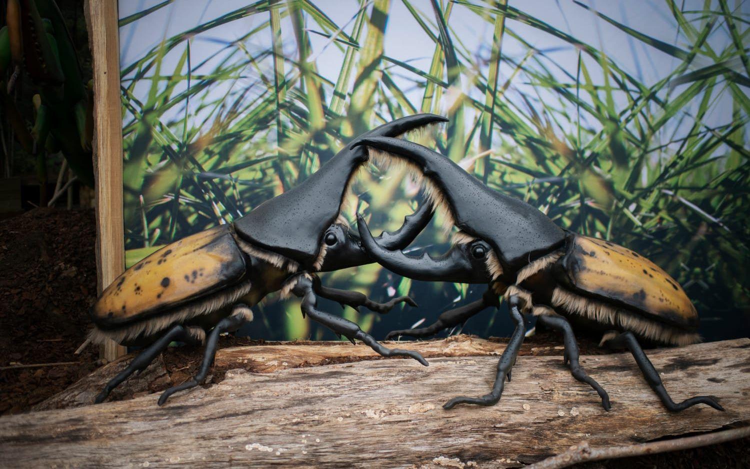 Herkulesbaggen klassas som en av världens största skalbaggar, men här är de större än vanligt.
