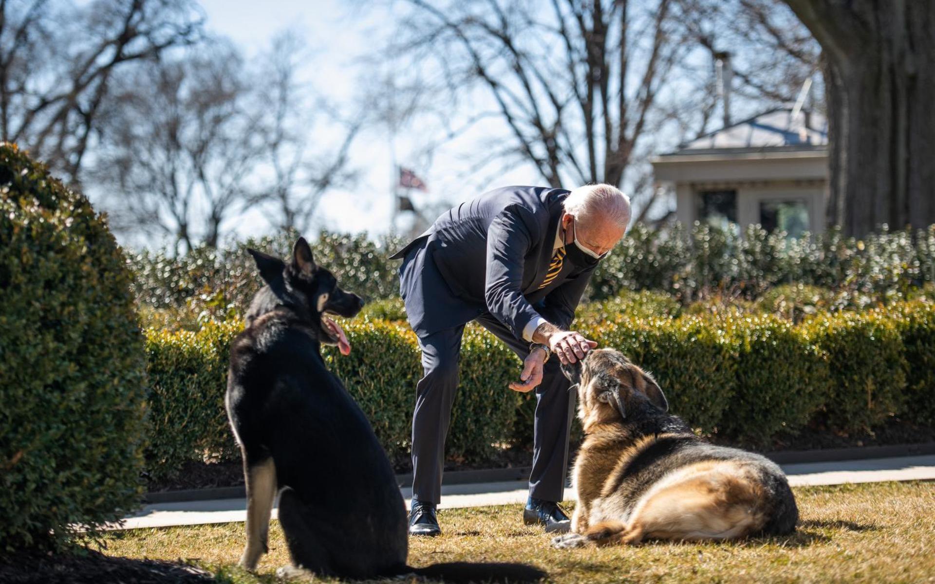 President Joe Biden med hundarna Champ och Major. Hundarna ska ha lämnat Vita huset och återvänt till familjens hem i Wilmington