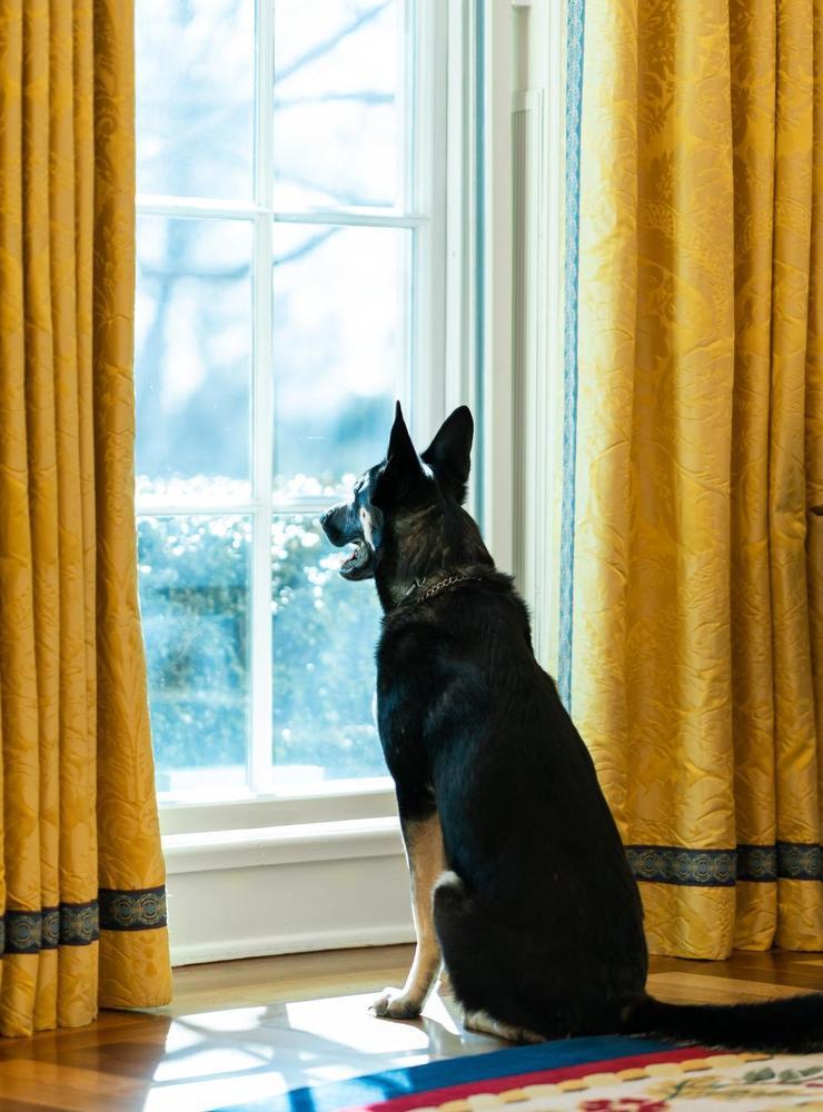 Hunden Major ska enligt källor ha varit inblandad i en ”bitincident” med en anställd i Vita huset. 
