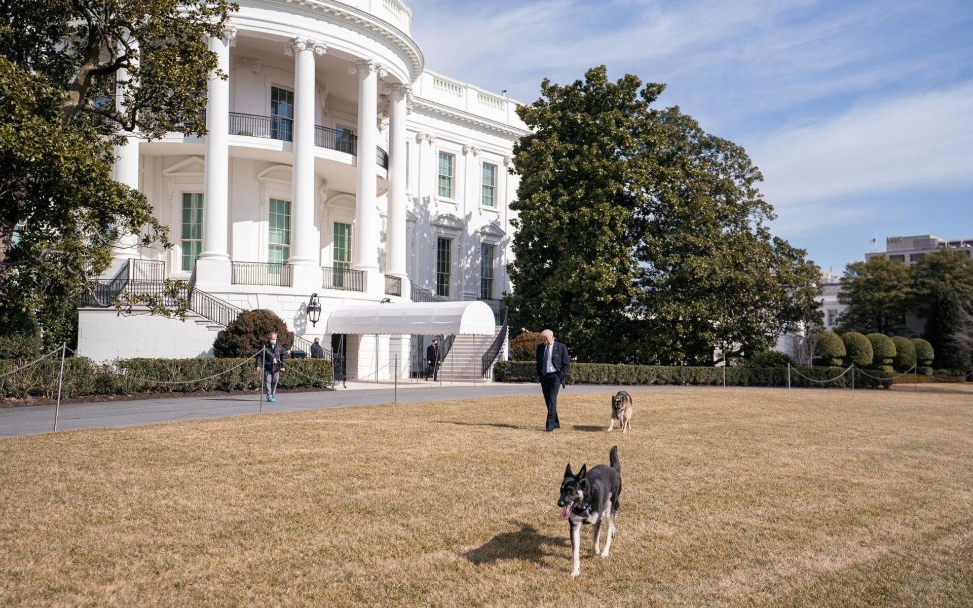 USA:s president Joe Biden på promenad med hundarna Champ och Major.
