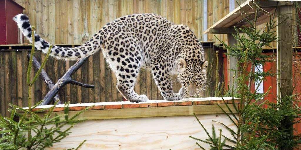 Den persiska leoparden Filou, född på Hannover zoo.