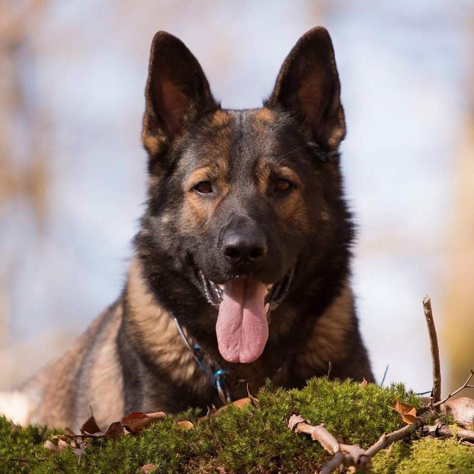 Nisse har varit polishund nästan hela sitt liv och har gjort allt från att spåra försvunna personer till att söka efter narkotika. 