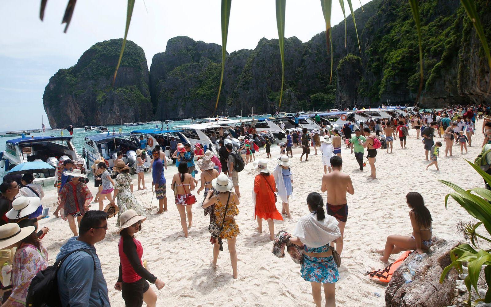 Varje dag anlände omkring 5 000 besökare med båt till stranden Maya Bay – vilket har fått katastrofala följder. 