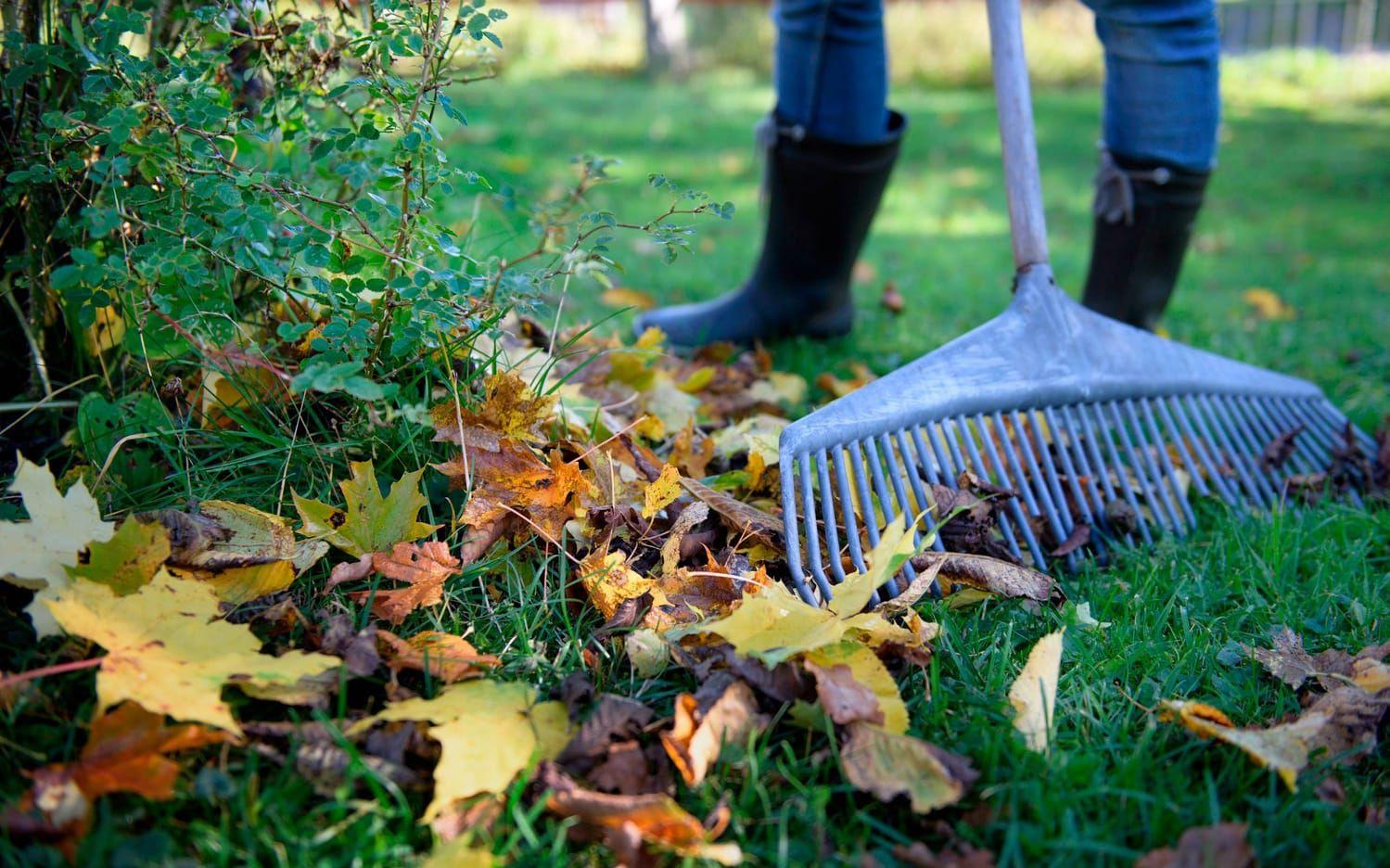 Lämna lite löv på gräsmattan så hjälper daggmaskar och andra djur till att dra ned dem i jorden. Jorden syresätts och dräneringen förbättras av maskarnas gångar. Bild: Jessica Gow