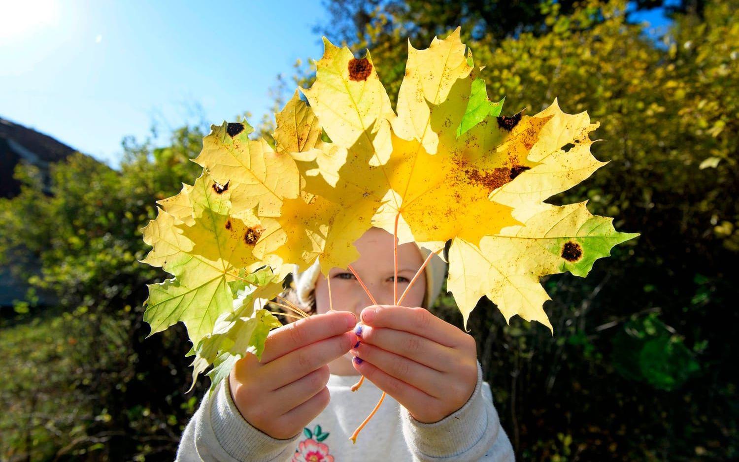 Den vackraste tiden på hösten är nu. Men höstlöven skänker inte bara prakt och stämning, de är också en fantastisk resurs i din trädgård. Bild: Jessica Gow