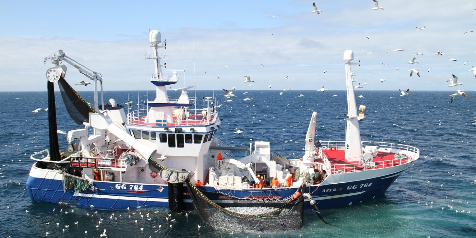 Totalt finns mellan 15 och 20 fiskefartyg i Göteborgsområdet som skulle kunna beröras av en avtalslös brexit. 