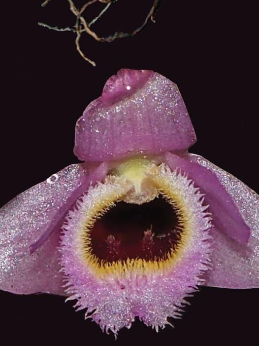 Bland annat hittade forskarna en mini-orkidé som enbart var en centimeter stor.