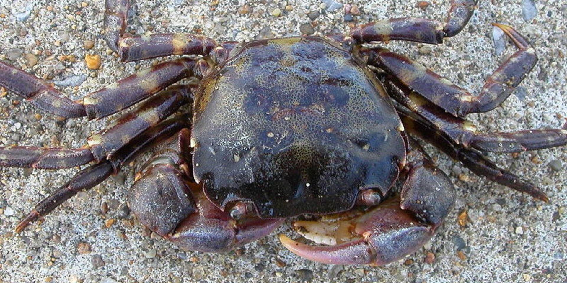 De senaste dagarna har 50 blåskrabbor hittats på Orust. Bild: <a href="https://commons.wikimedia.org/wiki/File:Hemigrapsus_sanguineus.jpg" id="link-666fb87157f0d04120d9e65ecf18d0b5">Self</a>