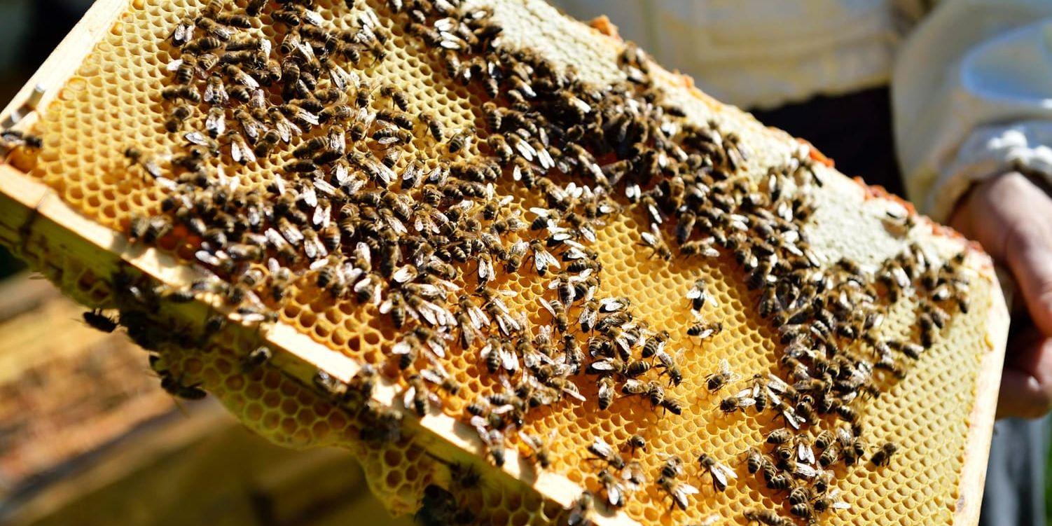 Bina framställer honungen av blommornas nektar och lagrar den i bikupan för kommande behov. Arkivbild.
