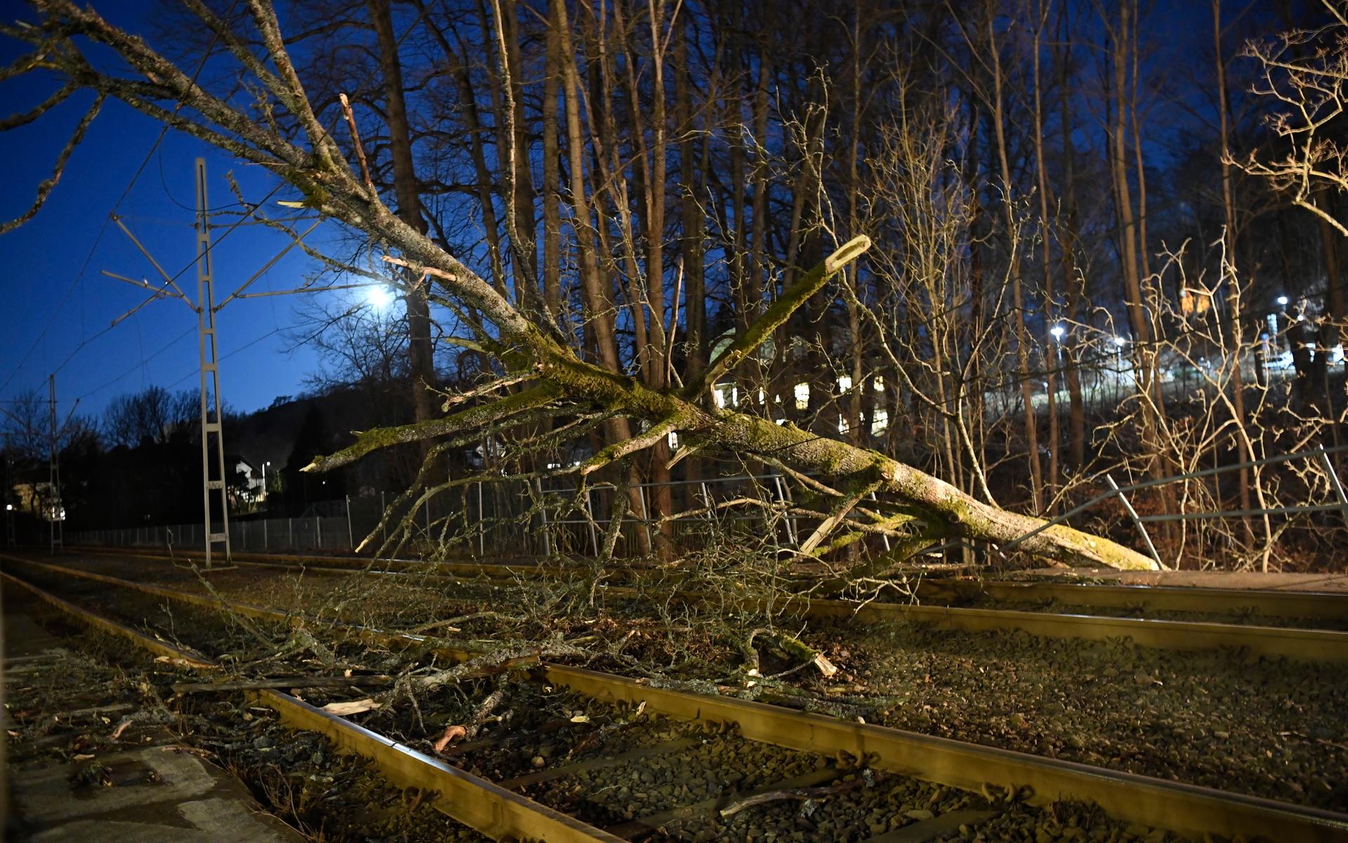 Ett nedfallet träd stoppar spårvagnslinje 5 under måndagsmorgonen.