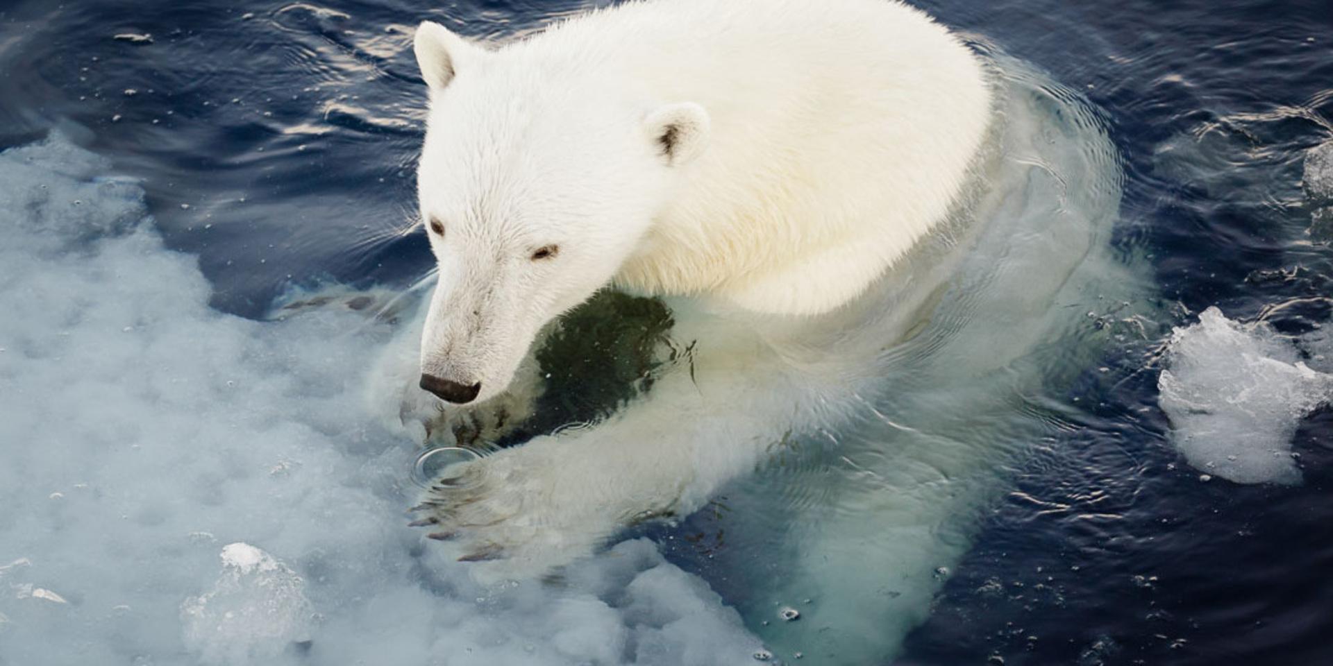 Isbjörnen är sårbar för klimatförändringarna. 