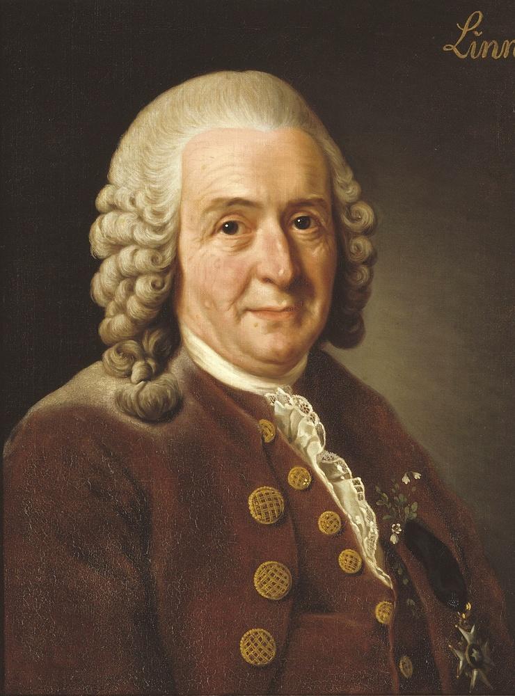 Carl von Linné av Alexander Roslin, 1775. Finns i Statens porträttsamling på Gripsholms slott.