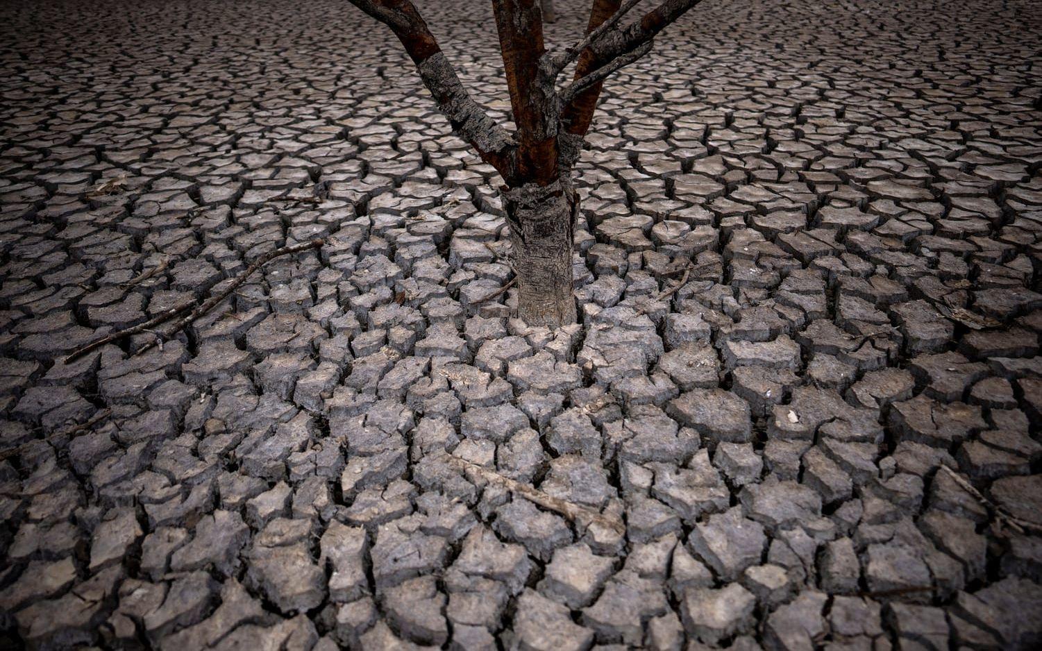 Efter att vattnet sjunkt undan har marken spruckit i Sau-reservoaren på grund av torkan.