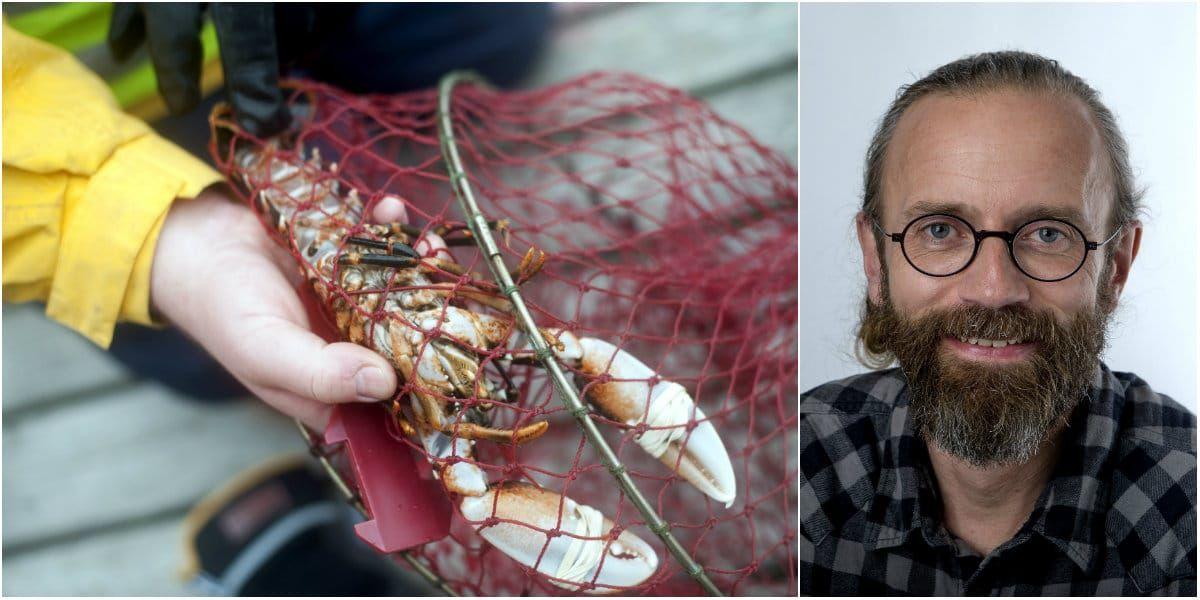Vardagskrönikören Henrik Zetterberg känner sig en smula kluven inför hummerfiskepremiären i september. 
