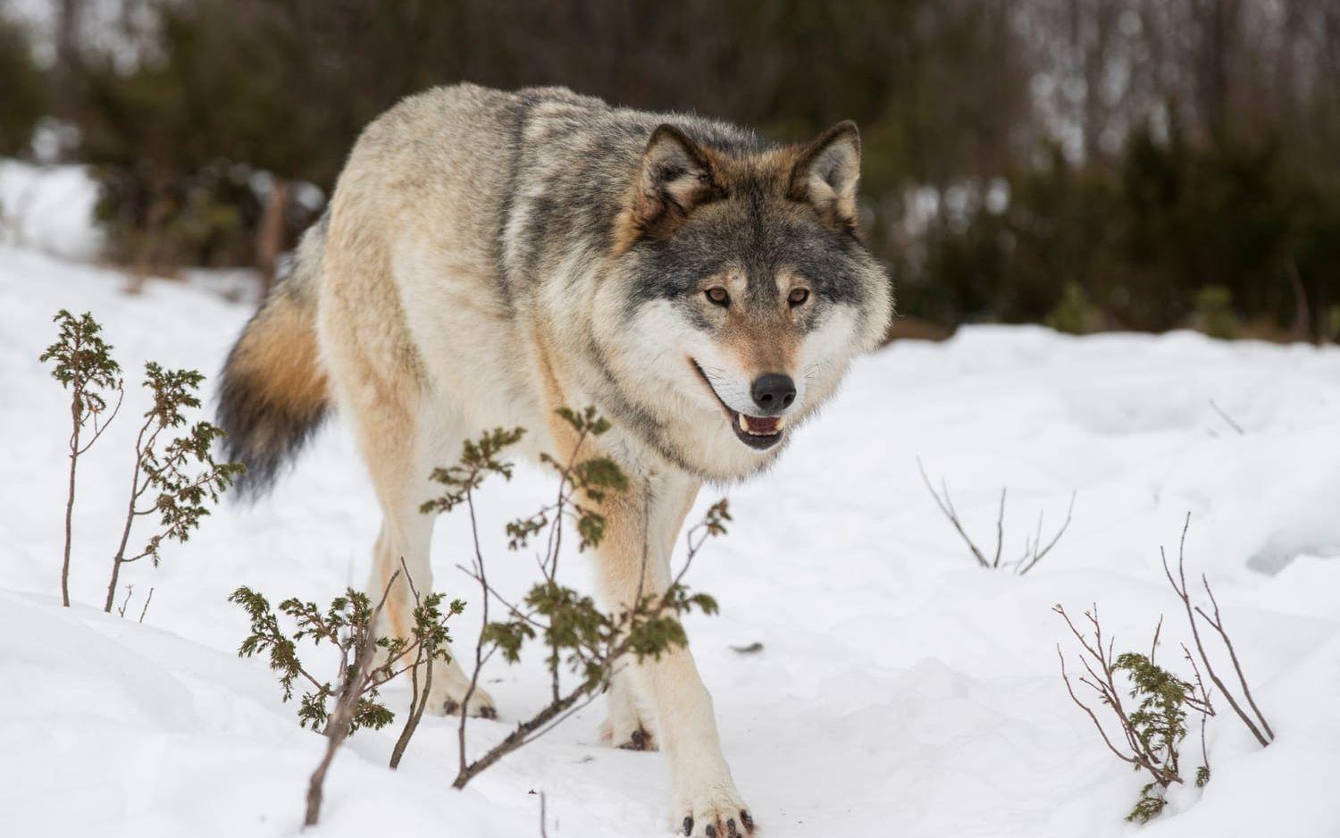Vargjakten fortsätter. Arkivbild.